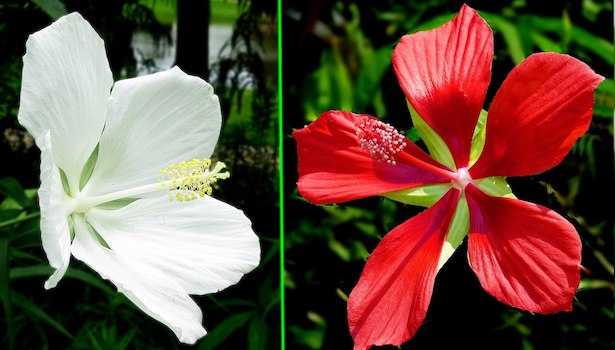 hibiscus coccineus alba