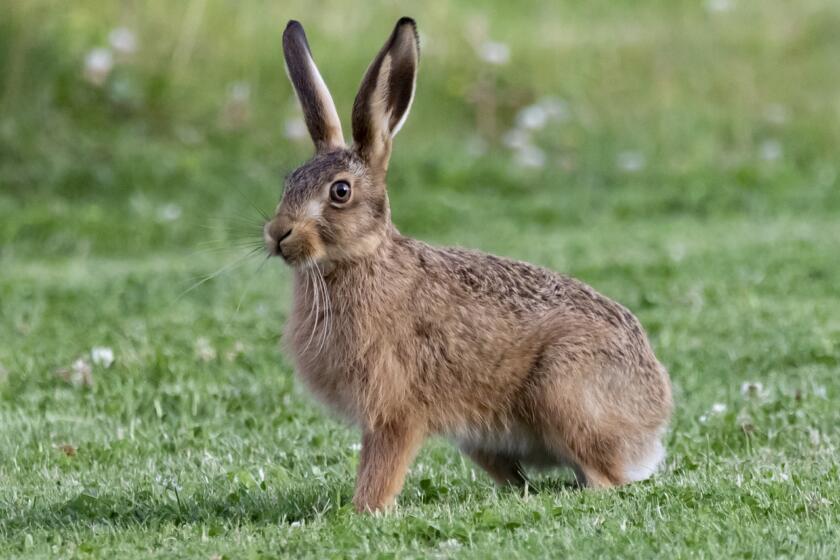 Differenze tra coniglio e lepre