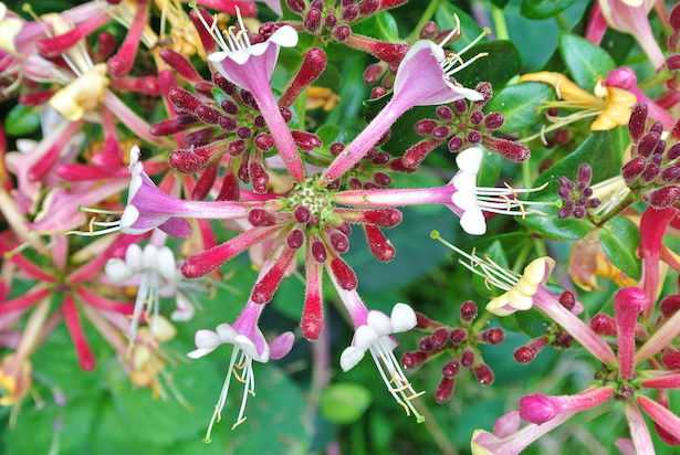 lonicera coltivazione
