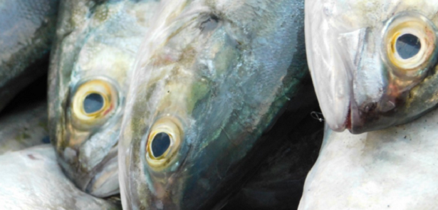 Pesci ricchi di Omega 3 ed omega 6 Pesci ricchi di Omega 3 ed omega 6