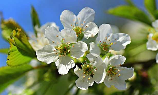 prodotti fitosanitari a uso non professionale