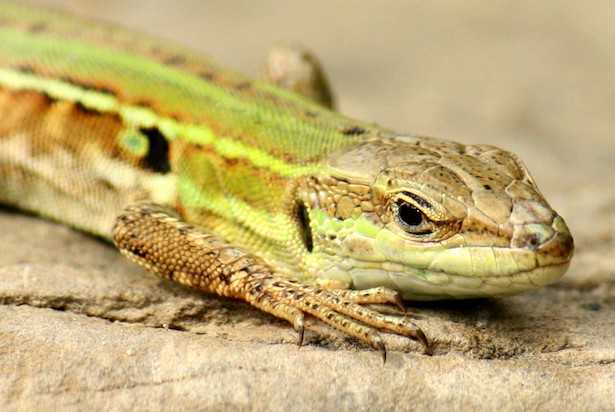 quanto vive una lucertola