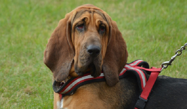 Bloodhound Chien de Saint