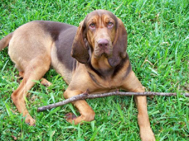 Bloodhound Chien de Saint