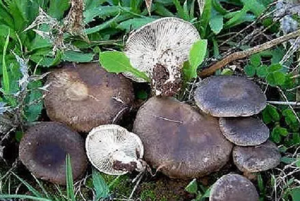 Come coltivare funghi nella paglia