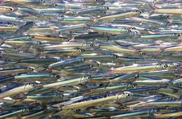 Differenza tra alici e acciughe