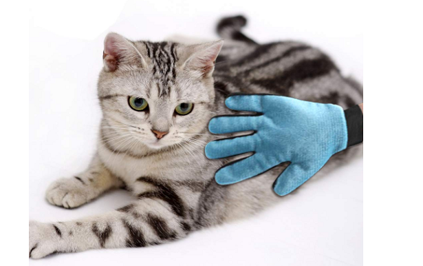 Perdita del pelo nel gatto