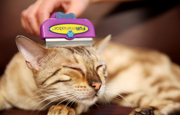 Perdita del pelo nel gatto