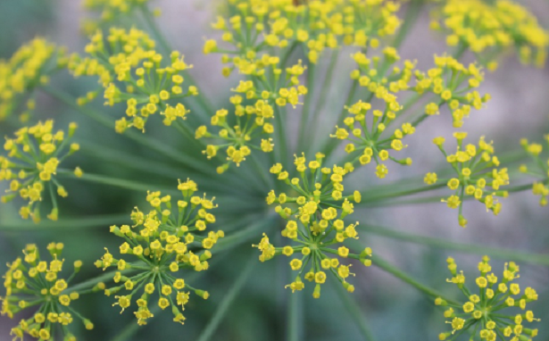 Quali erbe aromatiche sul balcone
