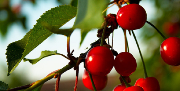 Ricette con le amarene Ricette con le amarene