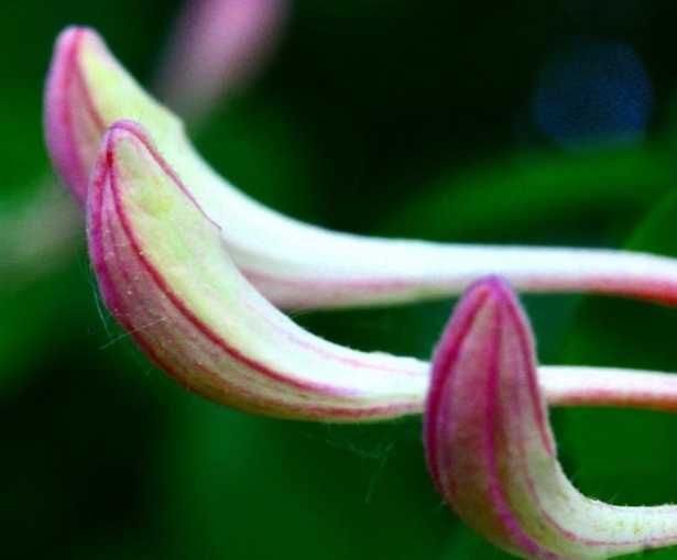 caprifoglio rampicante sempreverde