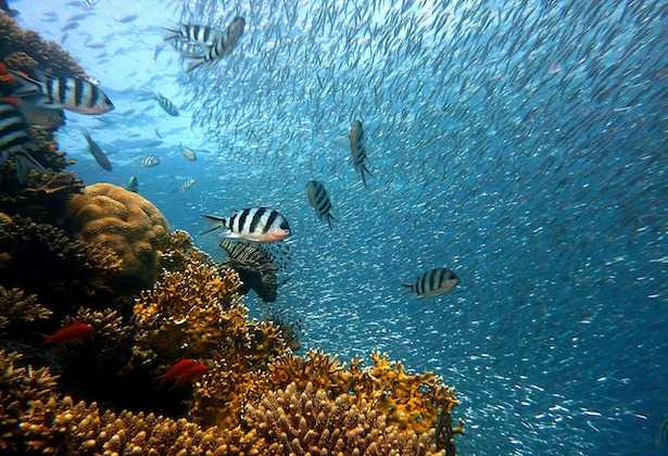 Come Vedere La Barriera Corallina In Australia Idee Green