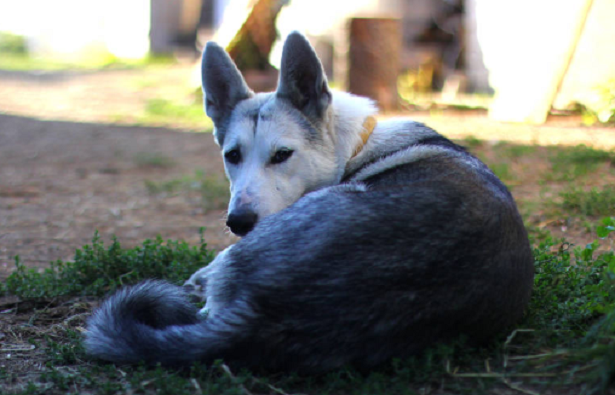 Cosa fare quando il cane si gratta