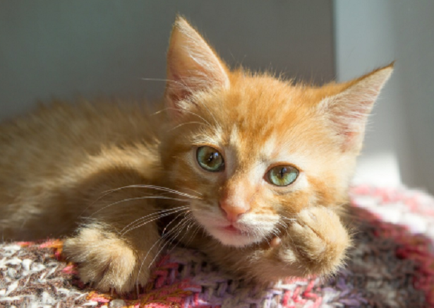 Cosa fare se il gatto si gratta