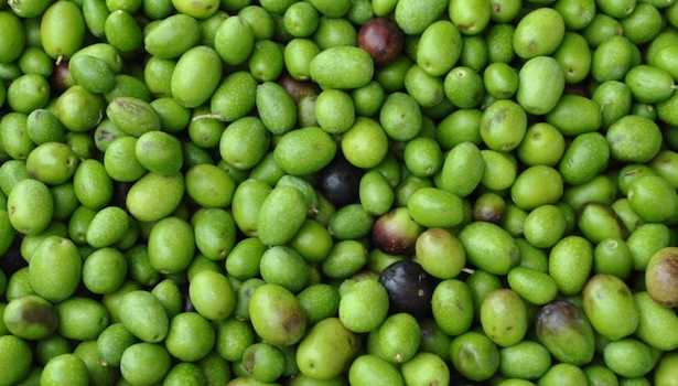 differenza tra olio di oliva e extravergine