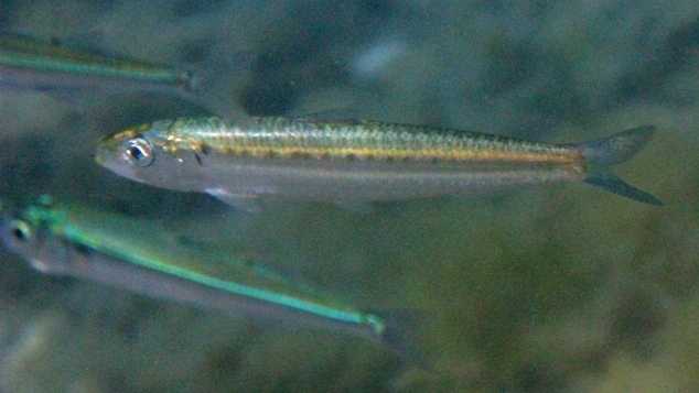 differenza tra sardine e alici