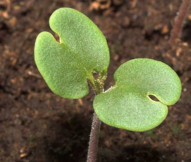 piante angiosperme e gimnosperme