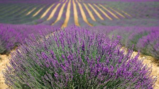 Potatura Della Lavanda Idee Green