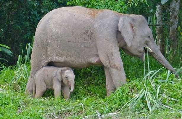 Le dieci madri migliori del mondo animale
