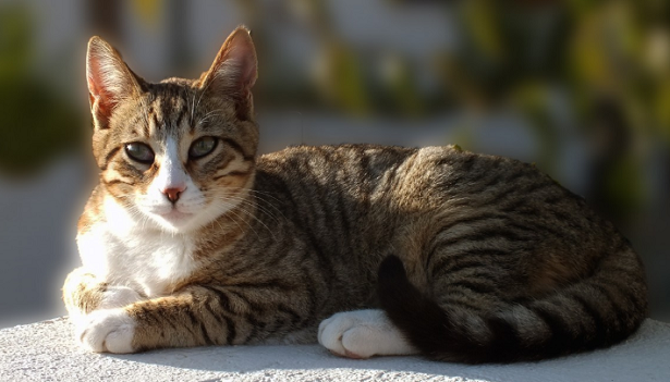 American Wirehair American Wirehair