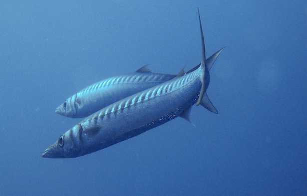 barracuda mediterraneo