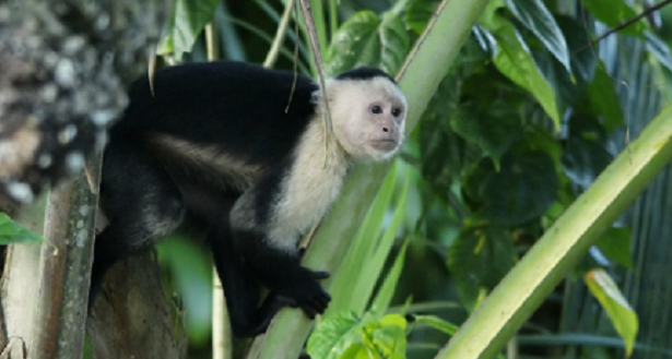 Cebus o scimmia cappuccino