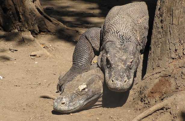 Drago di Komodo