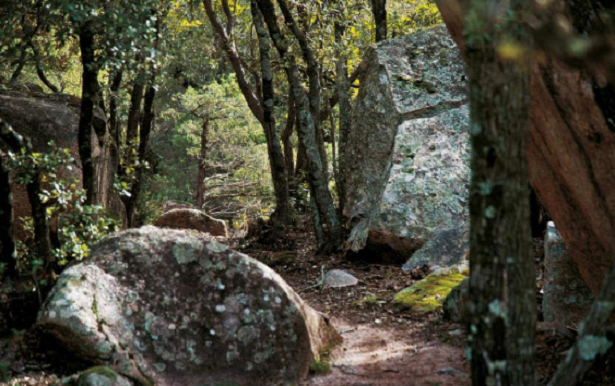 Bosco dove poter fare Foraging Bosco dove poter fare Foraging