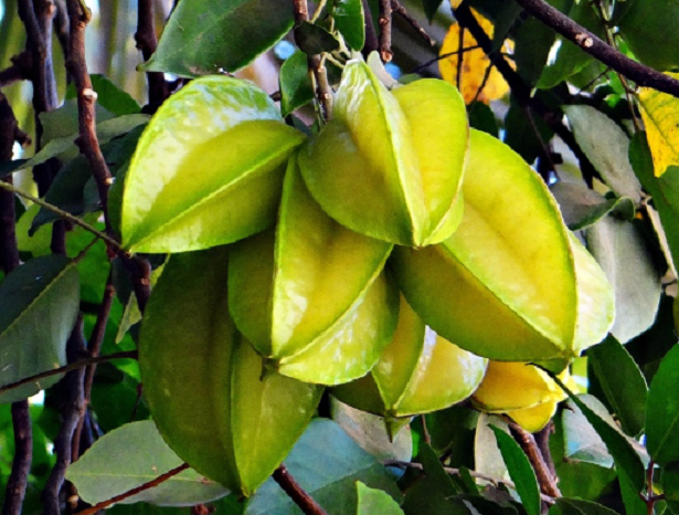 Carambola frutto esotico Carambola