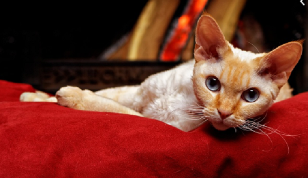 Gatti che rimangono piccoli Gatti che rimangono piccoli