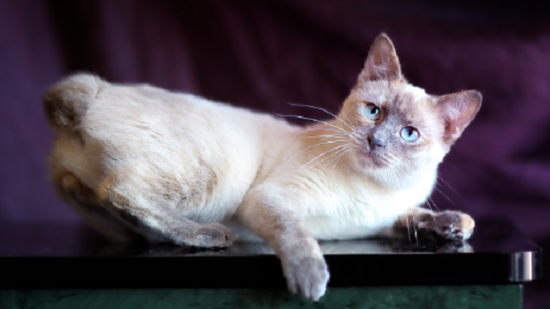 Gatto Colorpoint Shorthair