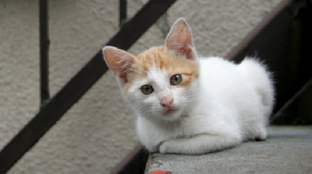 Gatto Colorpoint Shorthair