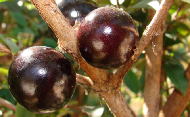 Jabuticaba