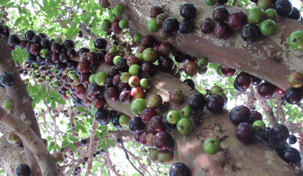 Jabuticaba