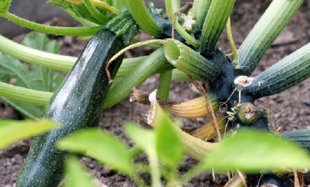 Le proprietà delle zucchine