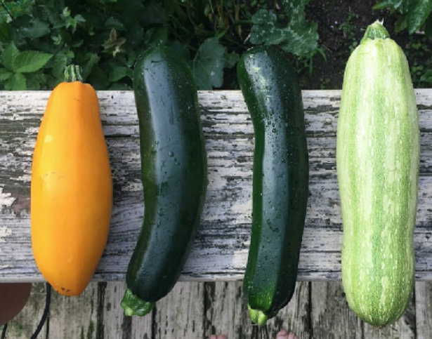 Le proprietà delle zucchine