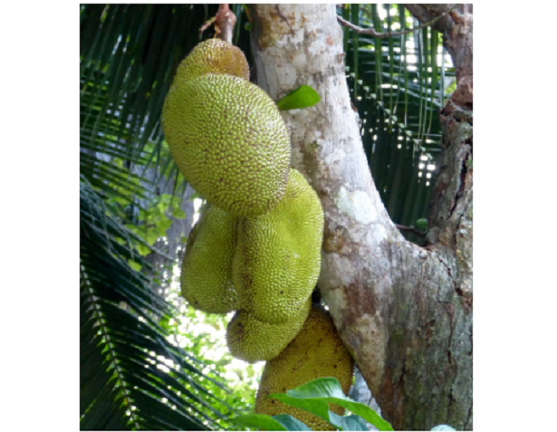 Monstera deliciosa e monster fruit