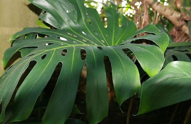 Monstera deliciosa e monster fruit