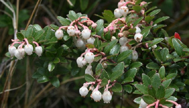 Pernezia del Cile Pernezia del Cile