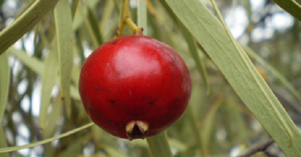 Pesca Astraliana o Quandong