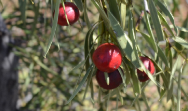 Pesca Astraliana o Quandong