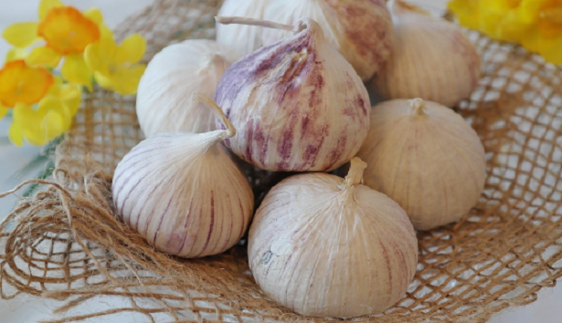 Quali erbe coltivare in autunno