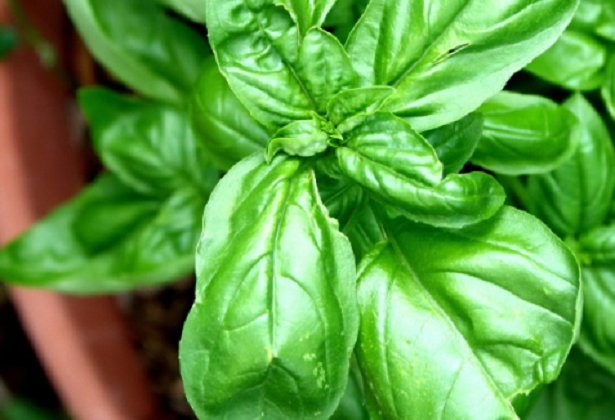 Quali erbe coltivare in autunno