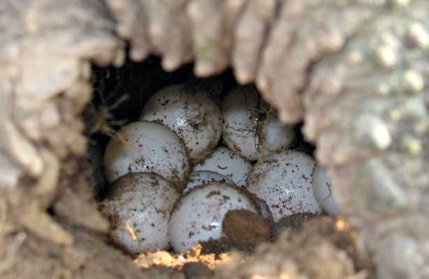 Tartaruga azzannatrice