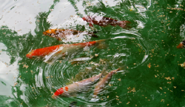 Come creare uno stagno sul balcone