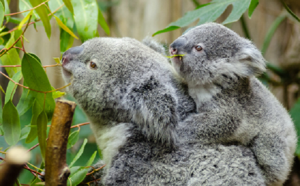 Le dieci madri migliori del mondo animale