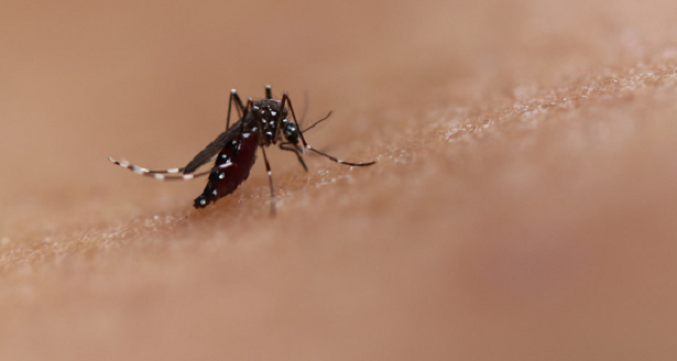 Malattie trasmesse dalle zanzare in Italia Malattie trasmesse dalle zanzare in Italia