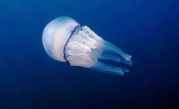 meduse adriatico