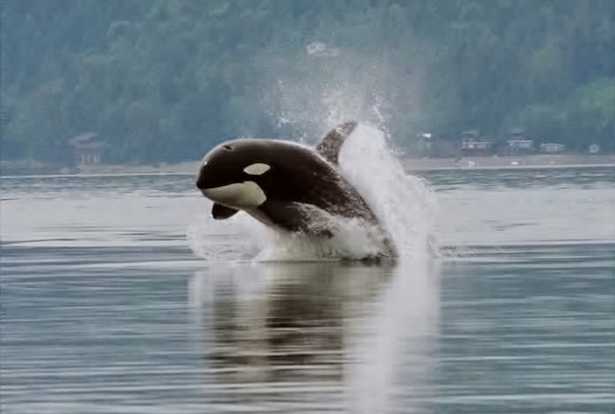 orca mammifero