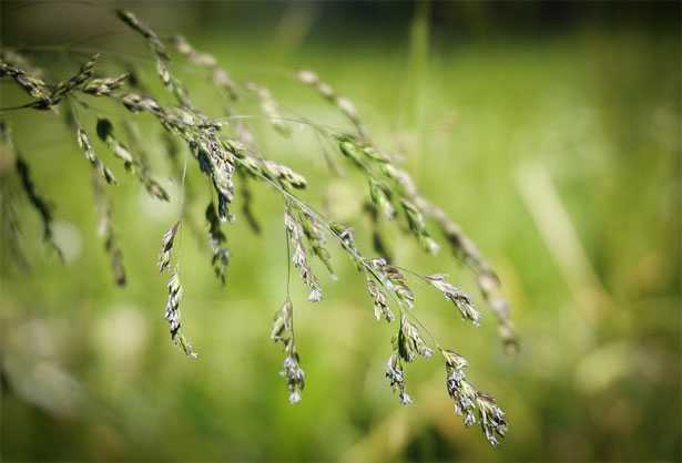 Piante Allergeniche - Piante che provocano allergie